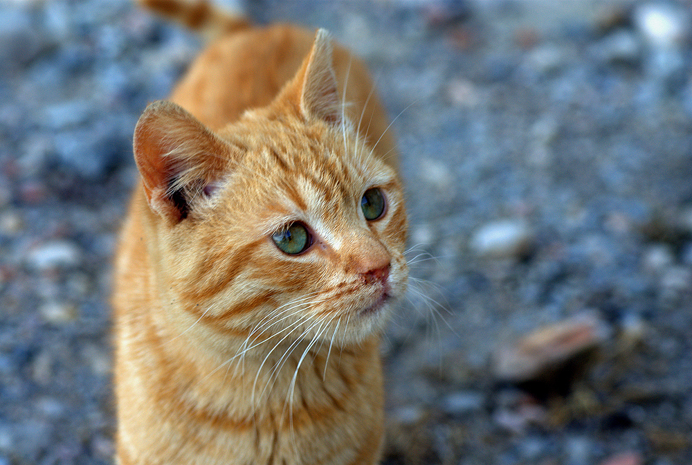 La mirada del cachorro