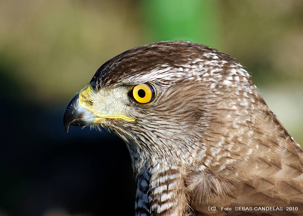 LA MIRADA DEL HALCON PEREGRINO