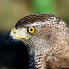 LA MIRADA DEL HALCON PEREGRINO