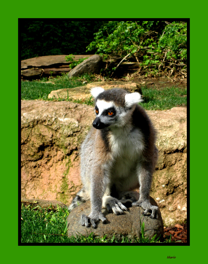 La mirada del Lemur