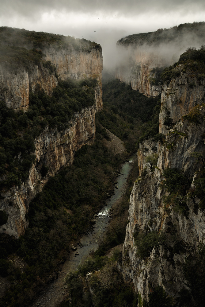 La mirada del Leonado