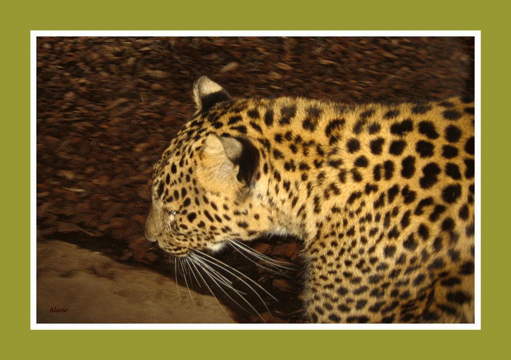 La mirada del leopardo