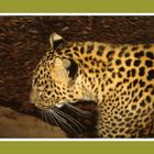 La mirada del leopardo