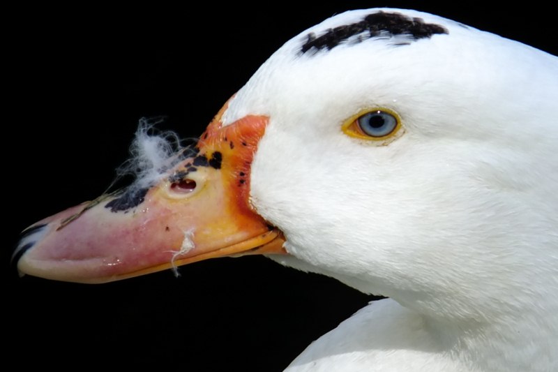 La mirada del pato