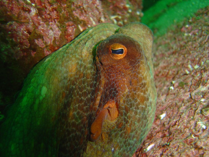 la mirada del pulpo