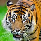 La mirada del tigre
