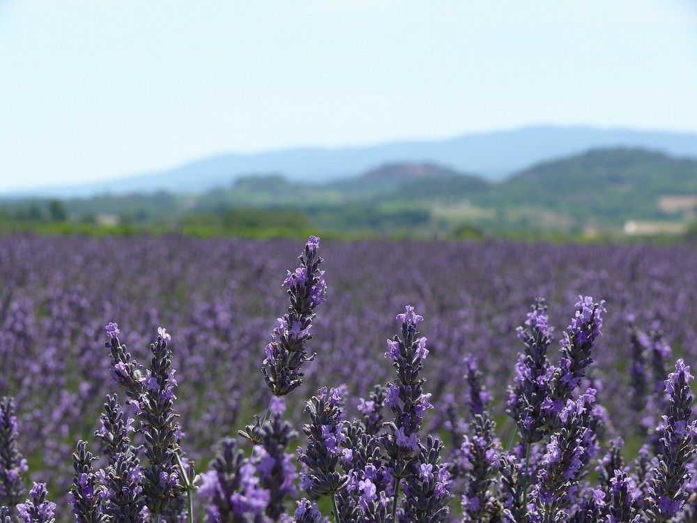 La mla casa in Vaucluse, parco del Luberon