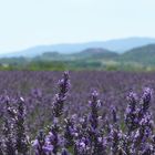 La mla casa in Vaucluse, parco del Luberon