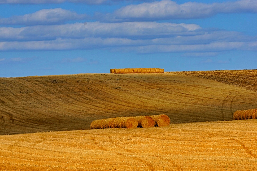 La moisson .