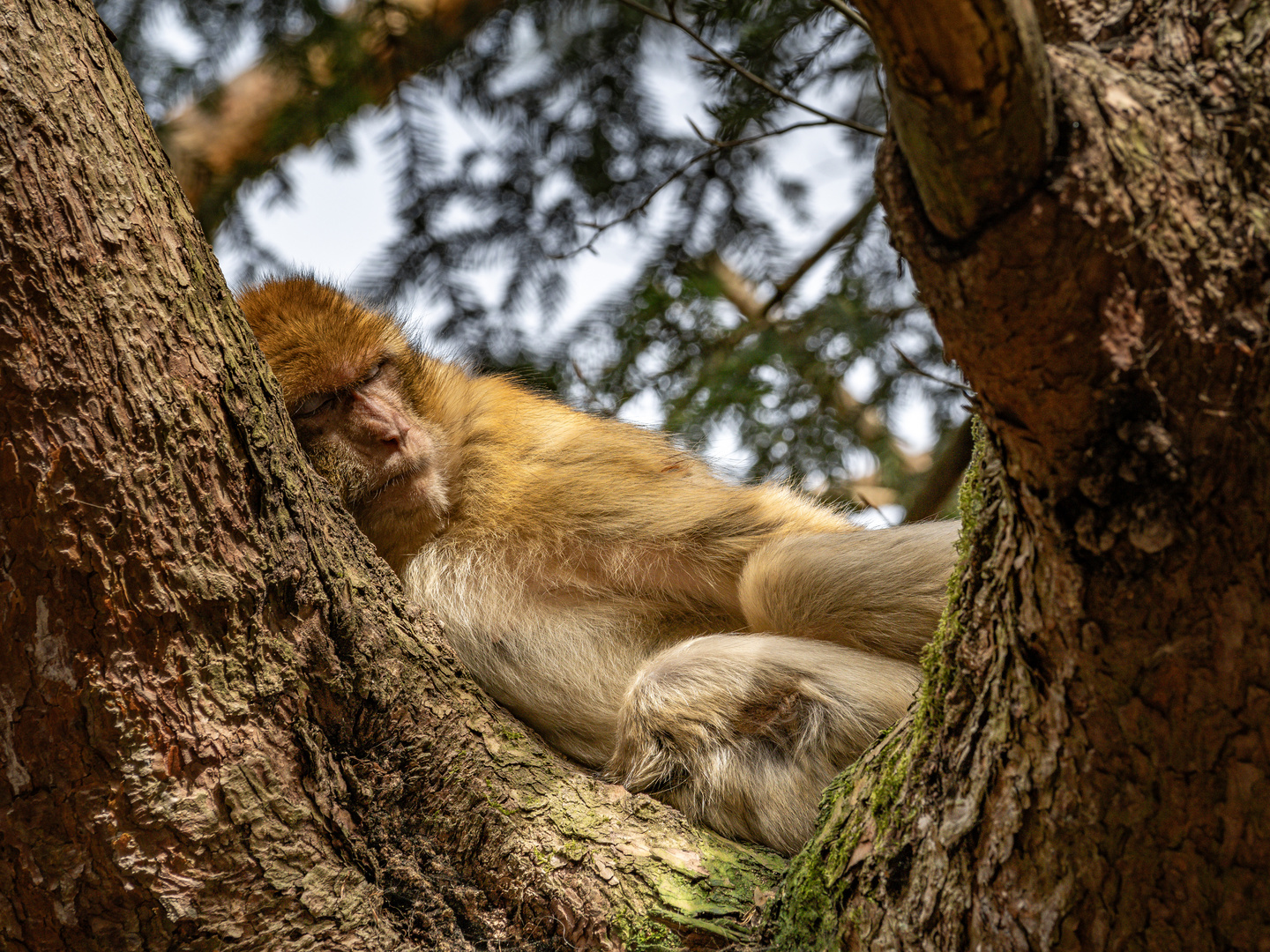 La Montagne des Singes 2