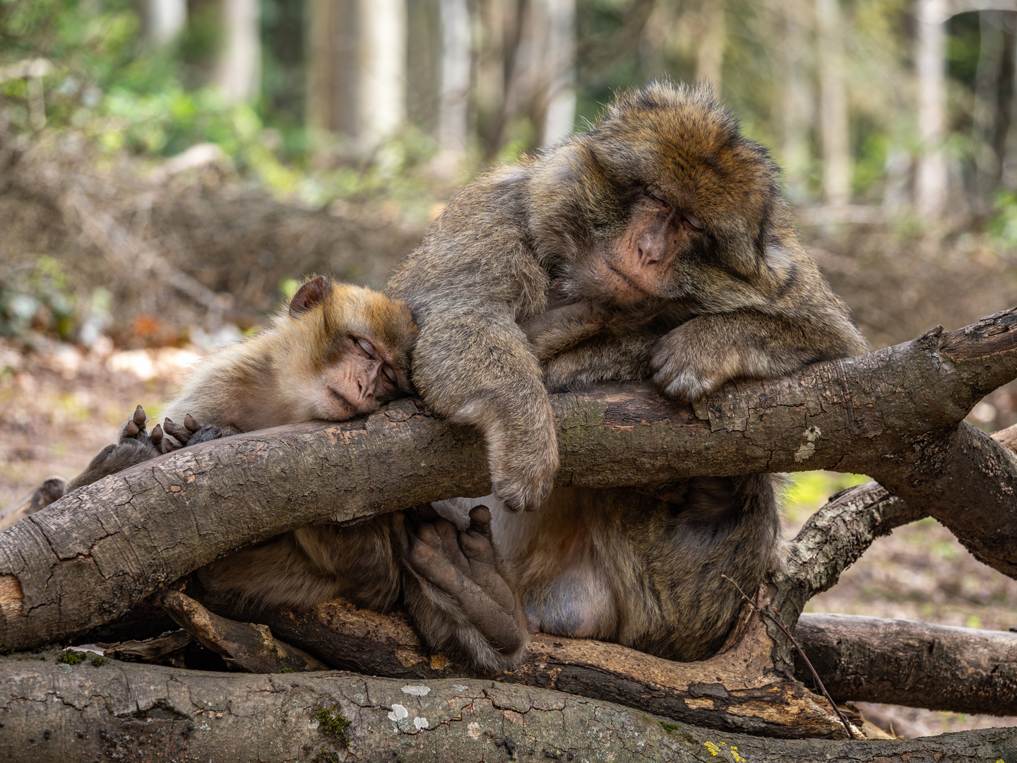 La Montagne des Singes 