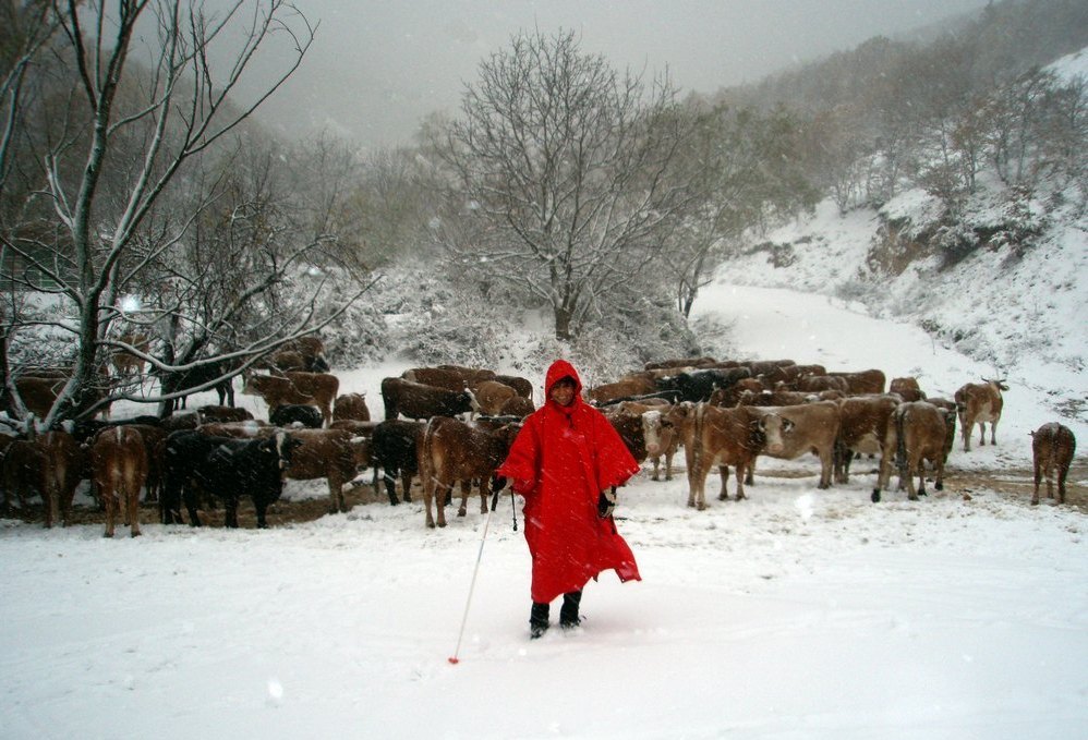 La montanera y las vacas en un paisaje nebado