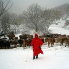 La montanera y las vacas en un paisaje nebado