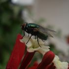 La Mosca del Jardin