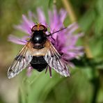 La mosca e il fiore