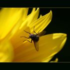 La Mosca e il Giallo