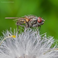 La mosca e il soffiore