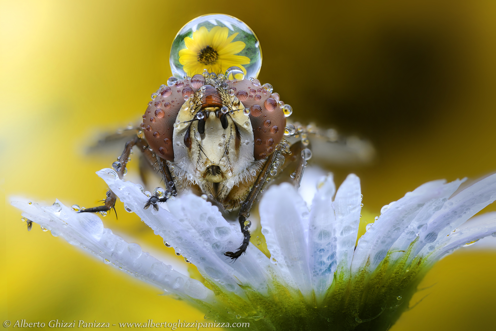 La mosca e la rugiada