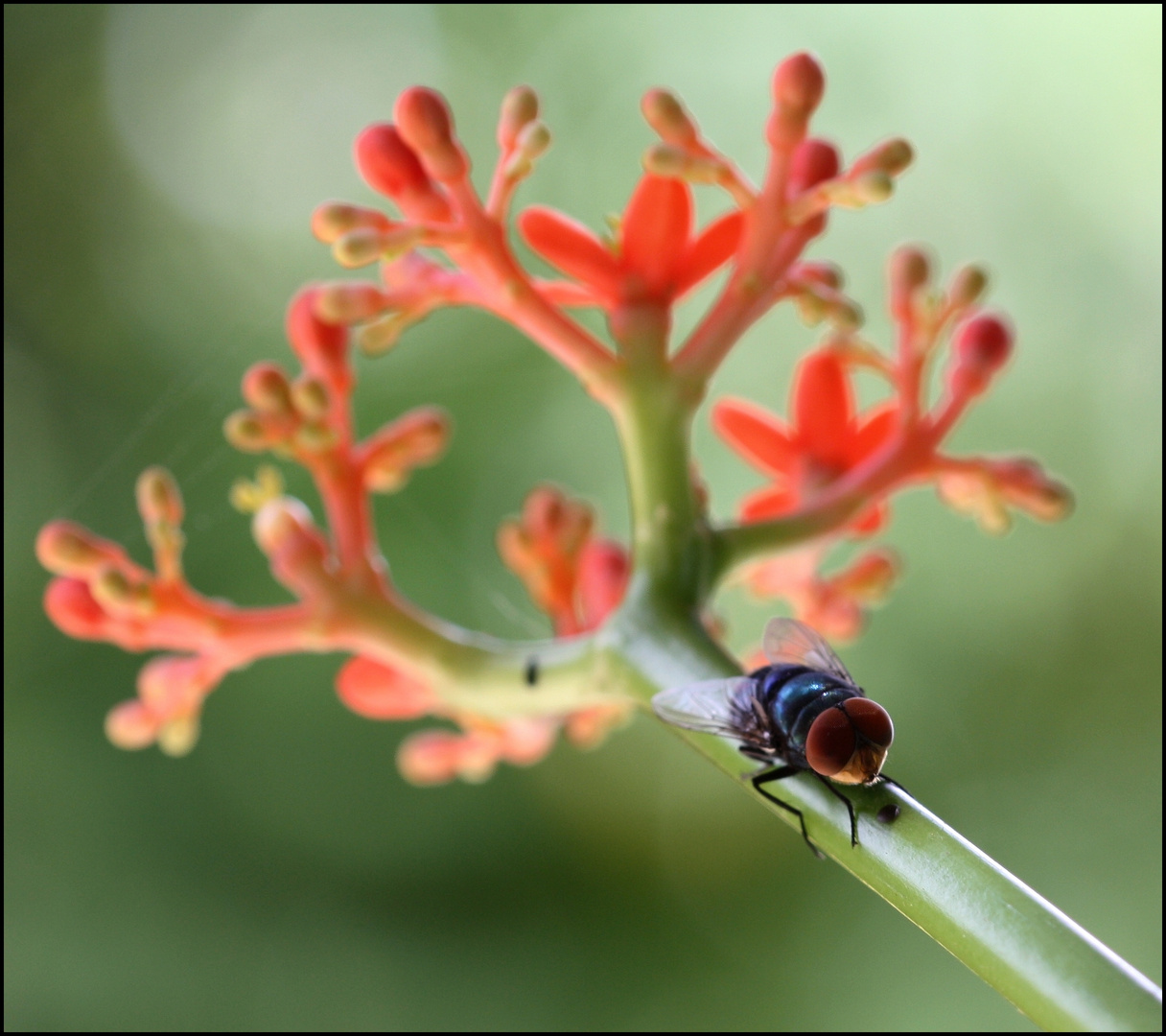 La Mouche