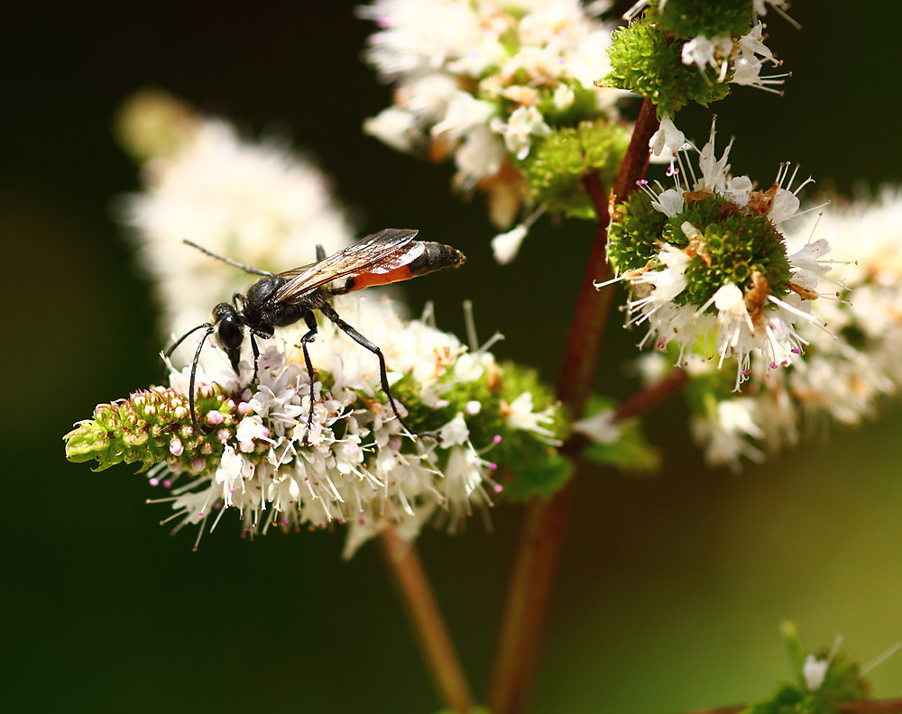 la mouche 2