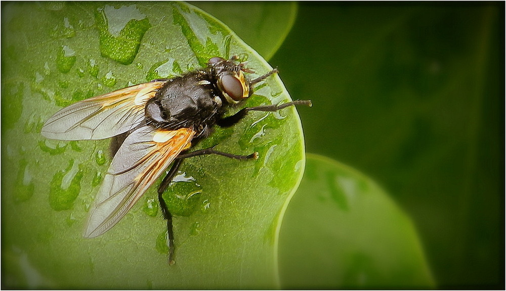 la mouche