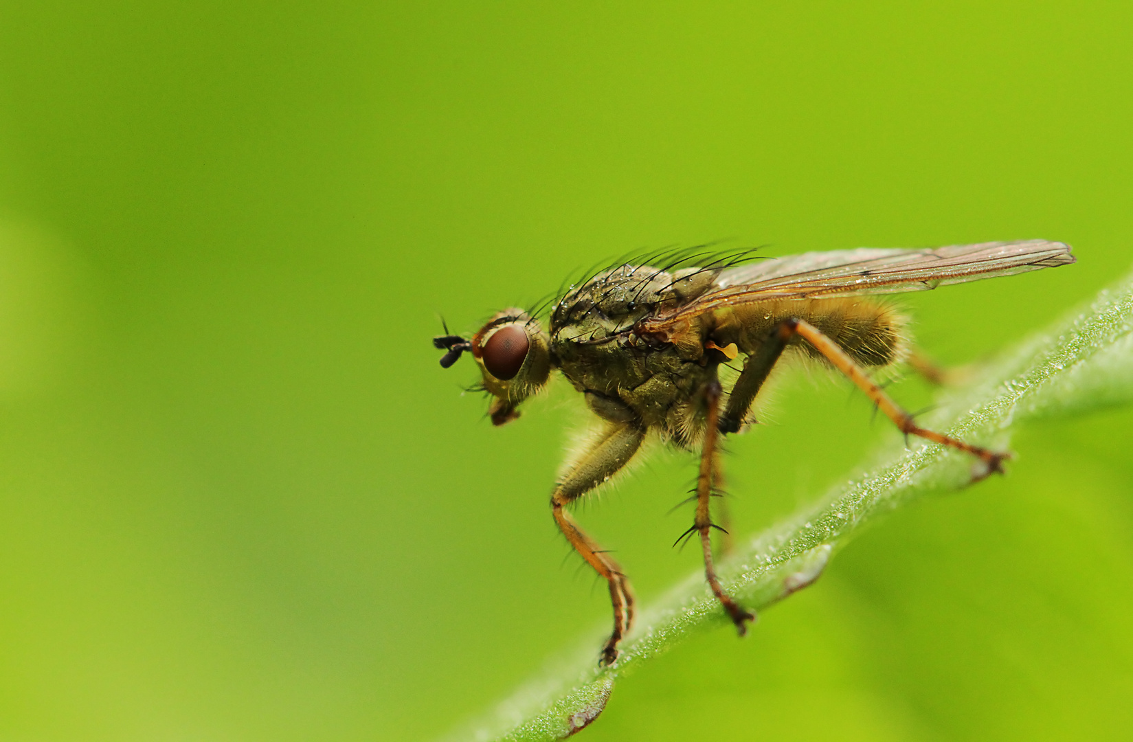 La mouche