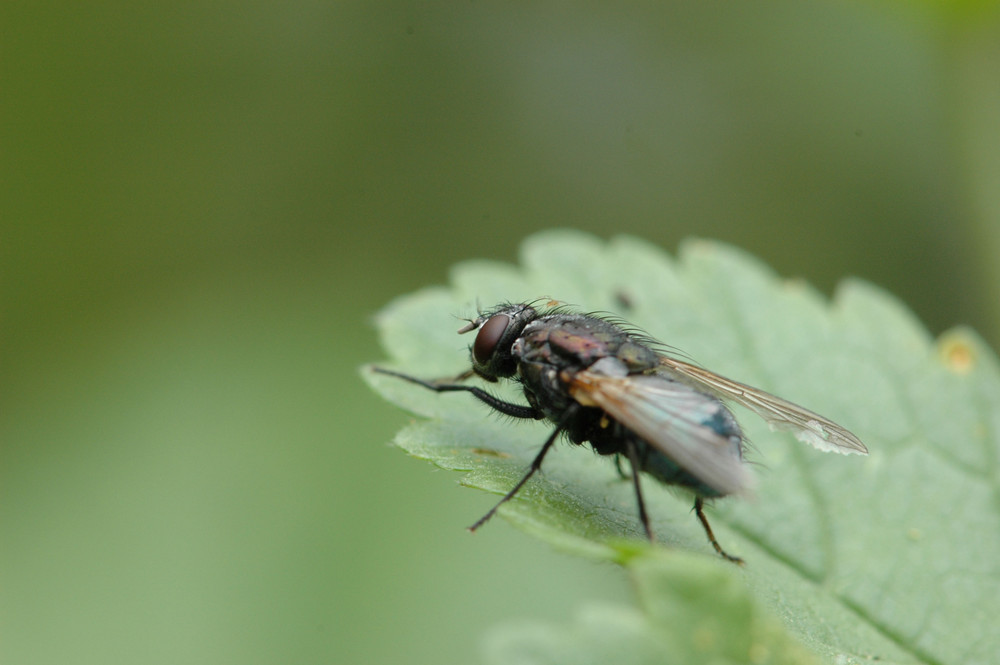 La mouche de Balou D300