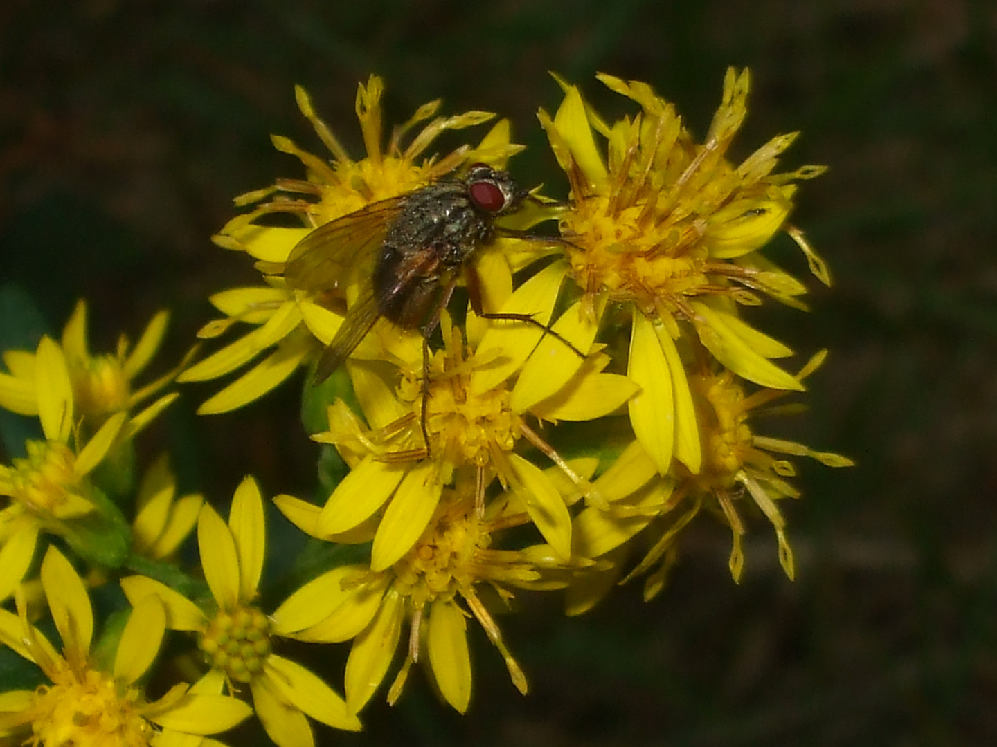 La Mouche