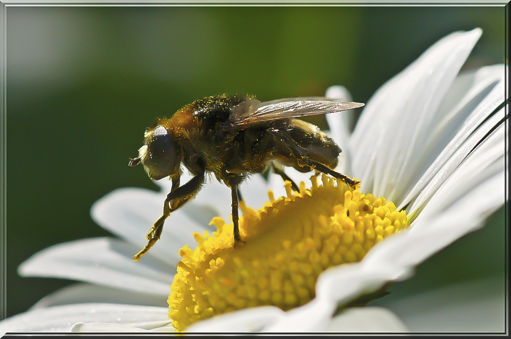 La mouche aux paillettes d'or !!!