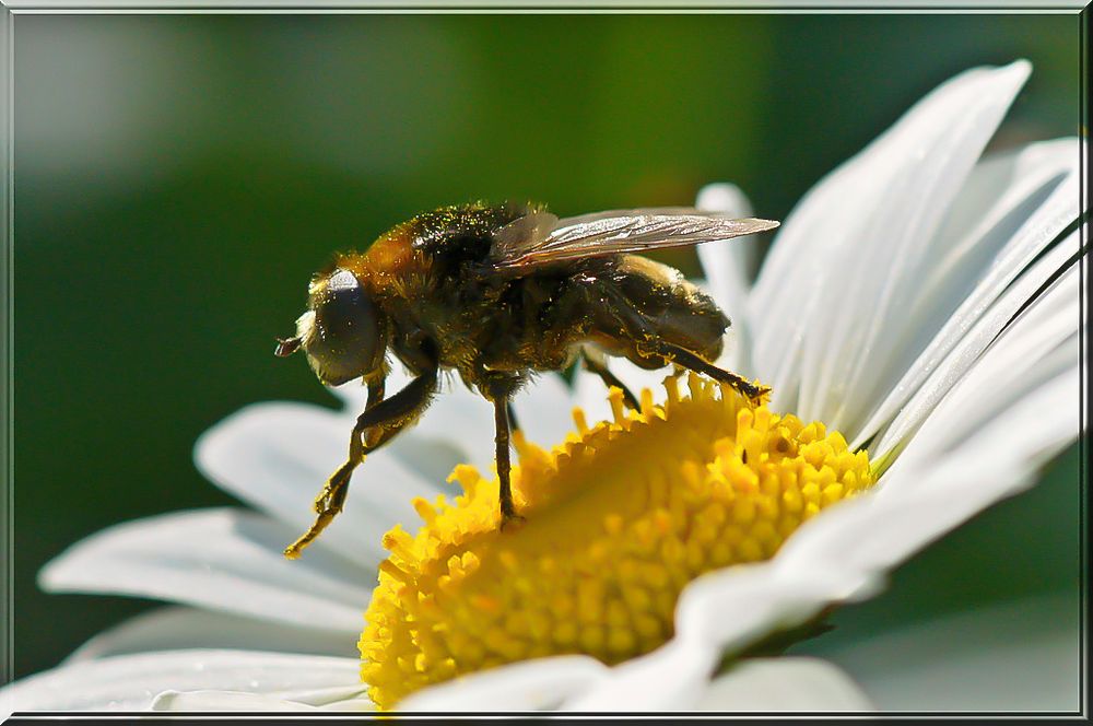 La mouche aux paillettes d'or !!!