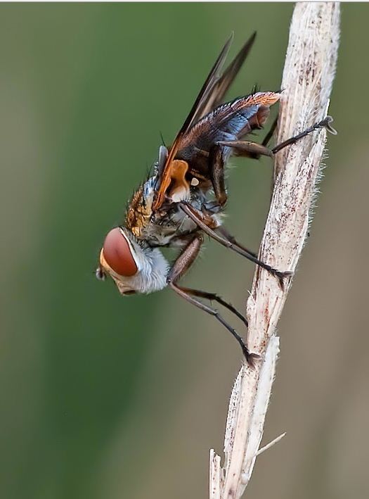 la mouche carnaval