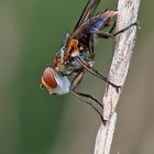 la mouche carnaval