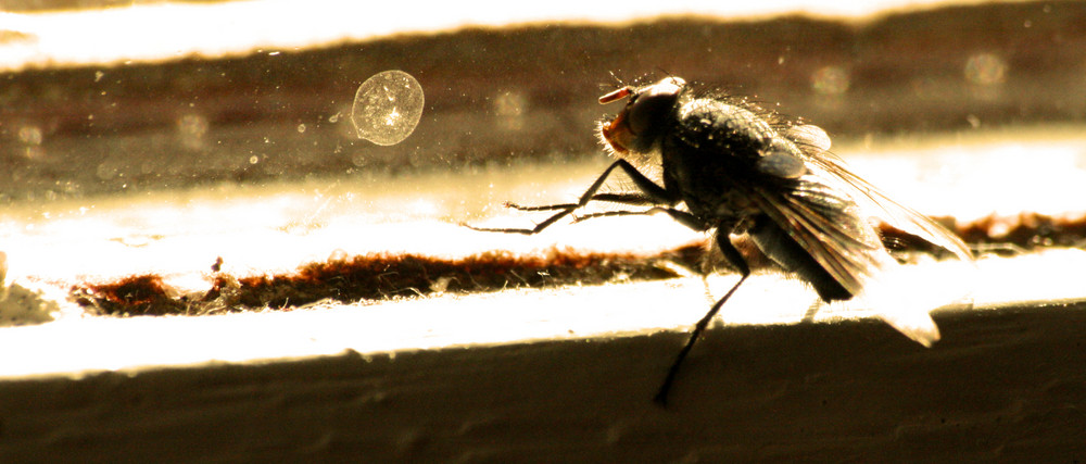 La mouche cherche une autre sortie de TheLamia 