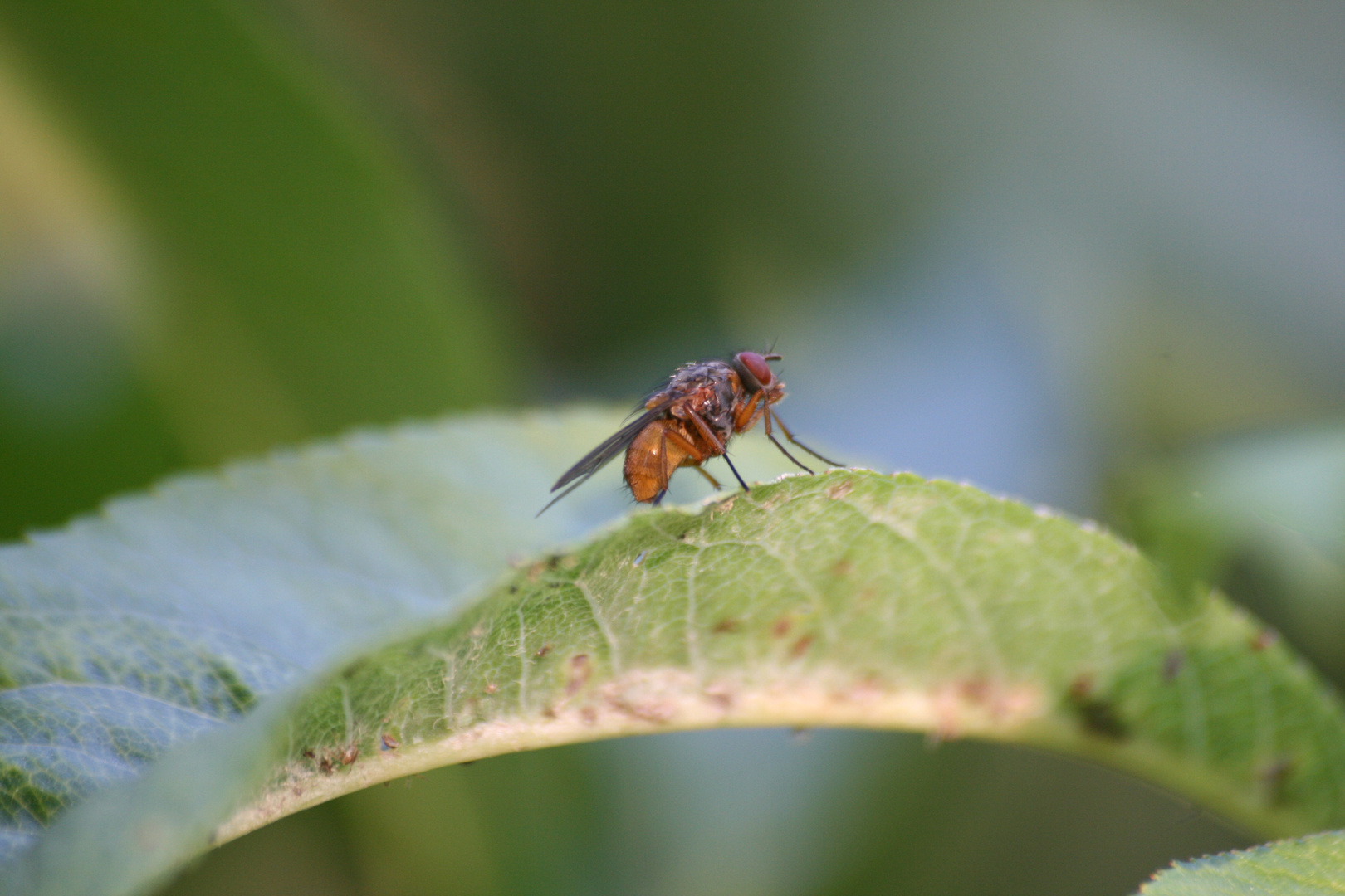 la mouche