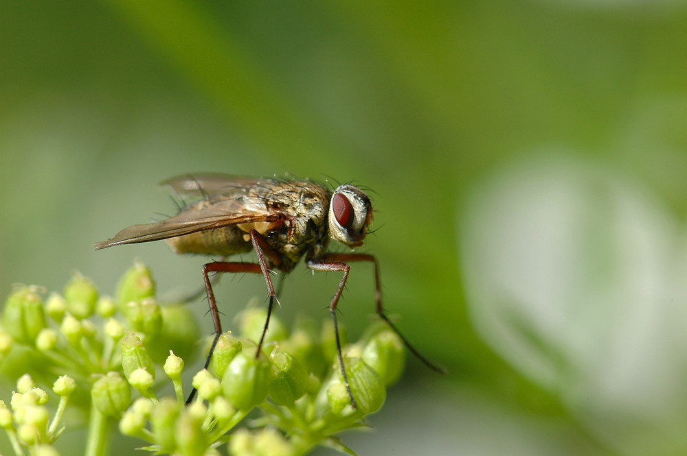 la mouche