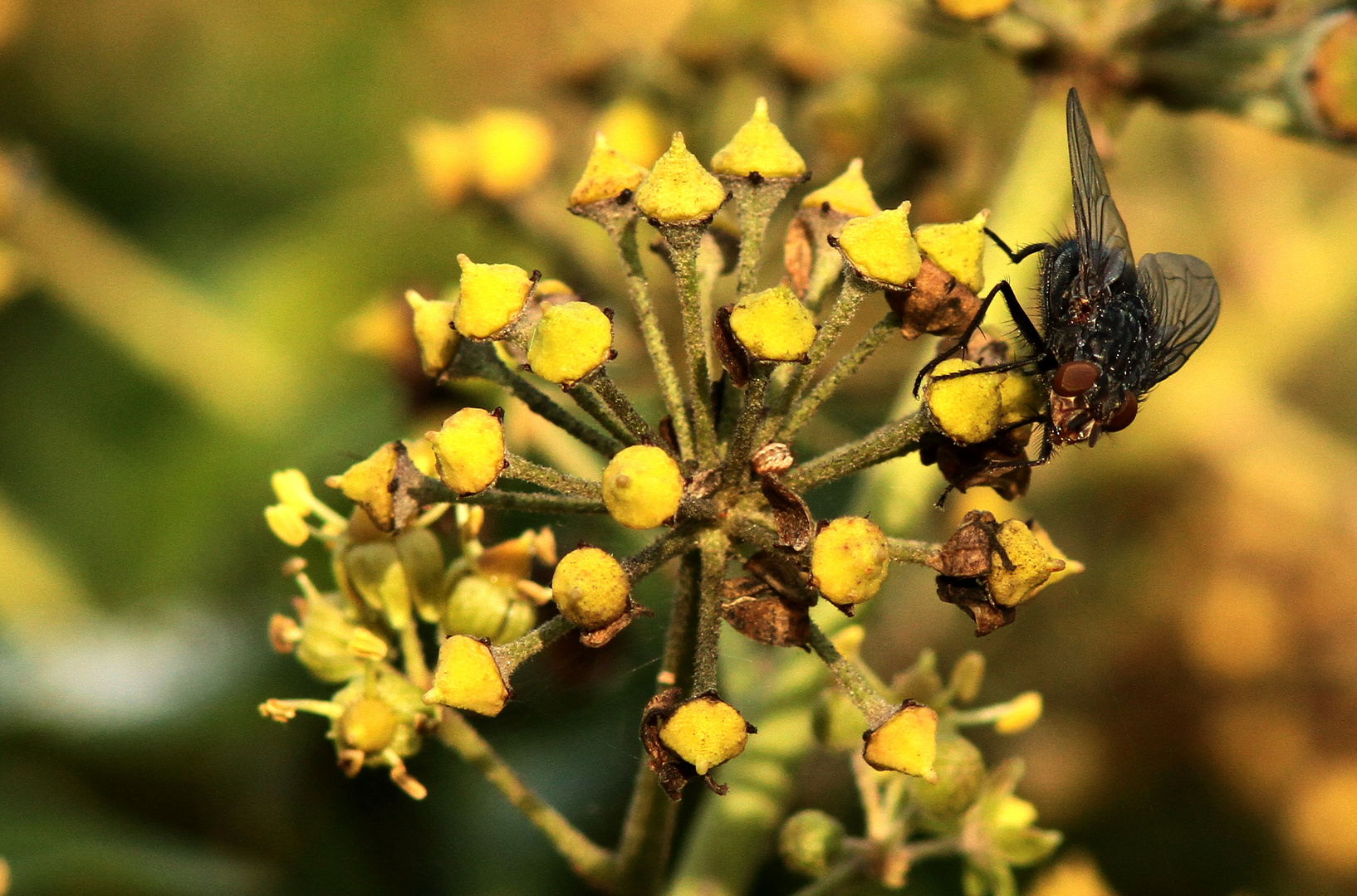 la Mouche