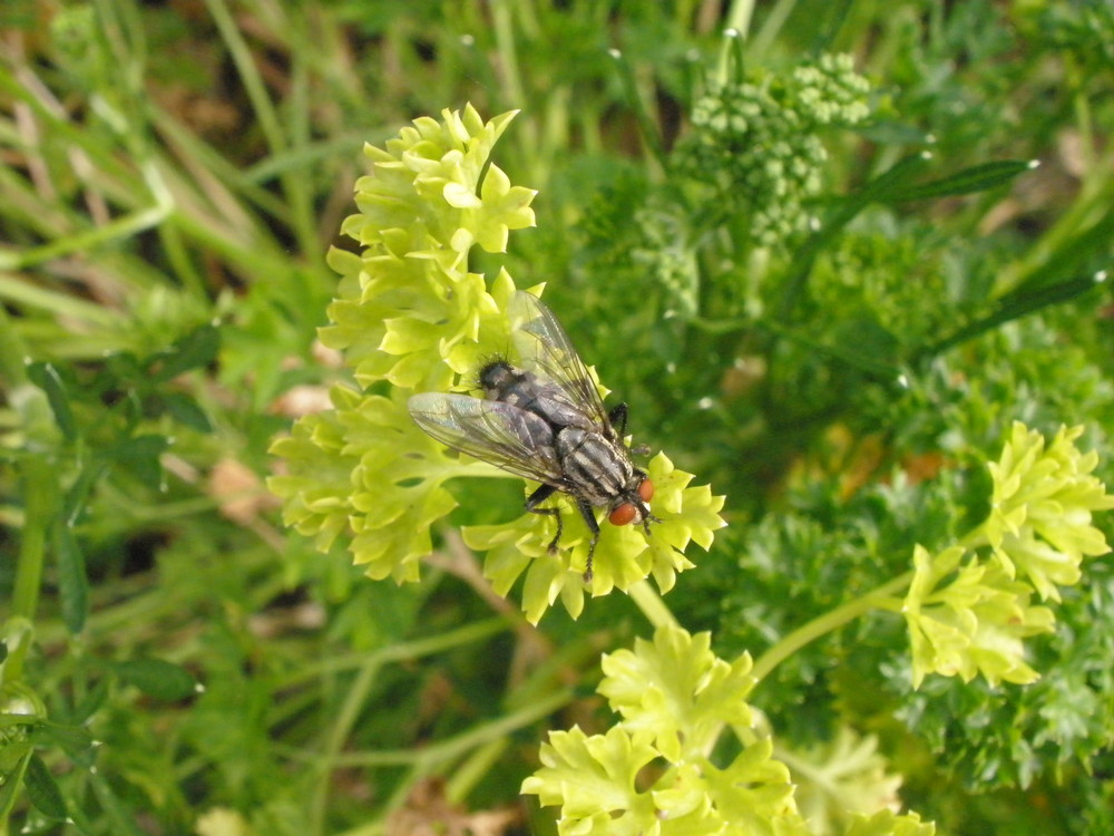 la mouche du persil