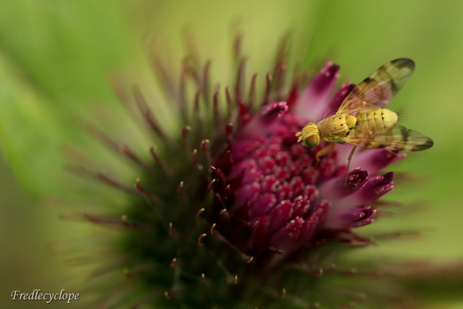 La mouche et La Cirse