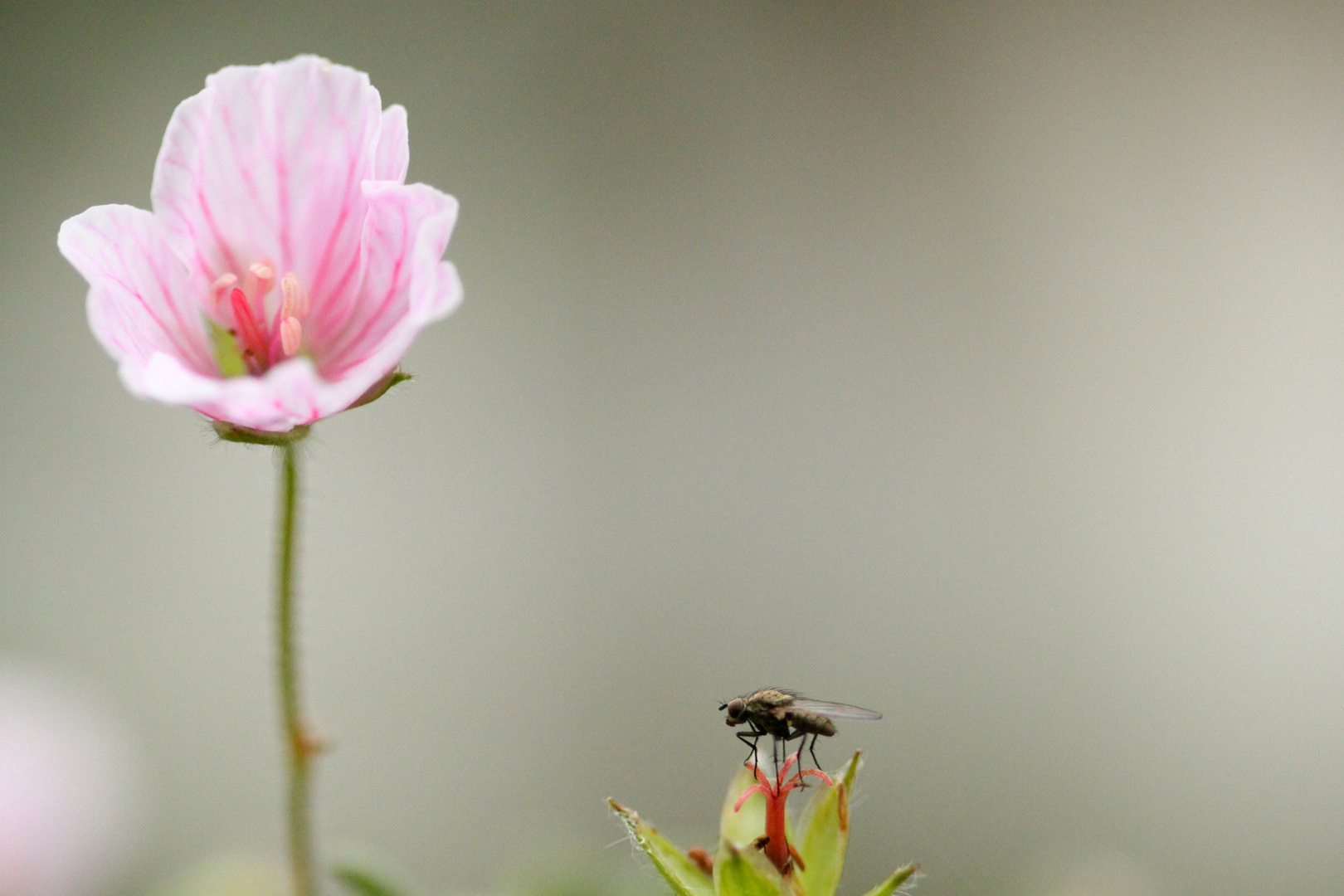 La Mouche et la Fleur...