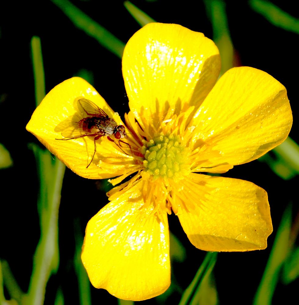 la mouche et la fleurette