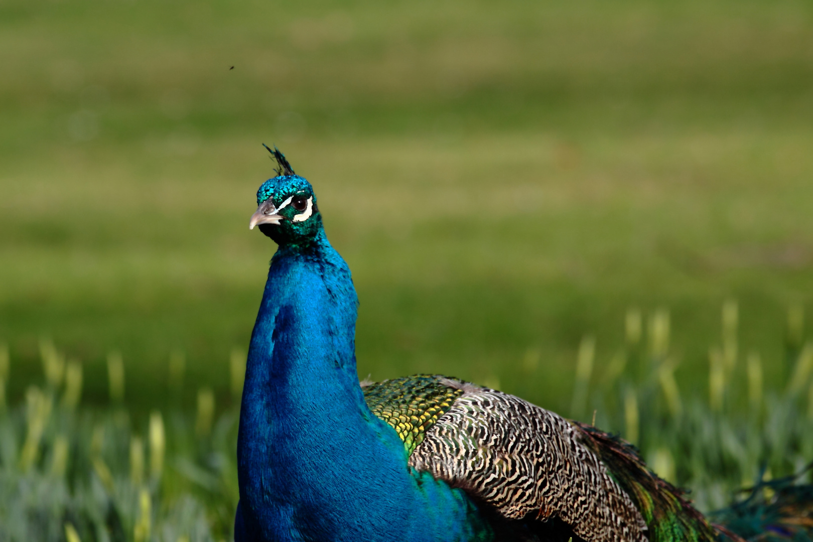 la mouche et le paon