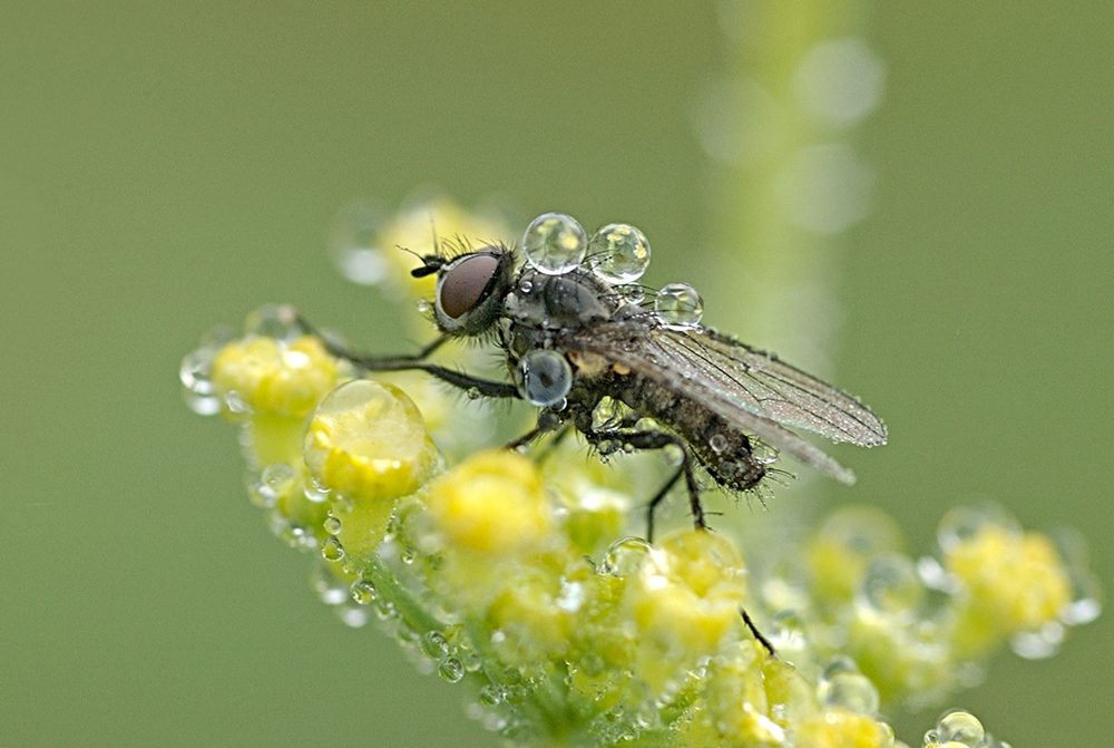 la mouche et les gouttes