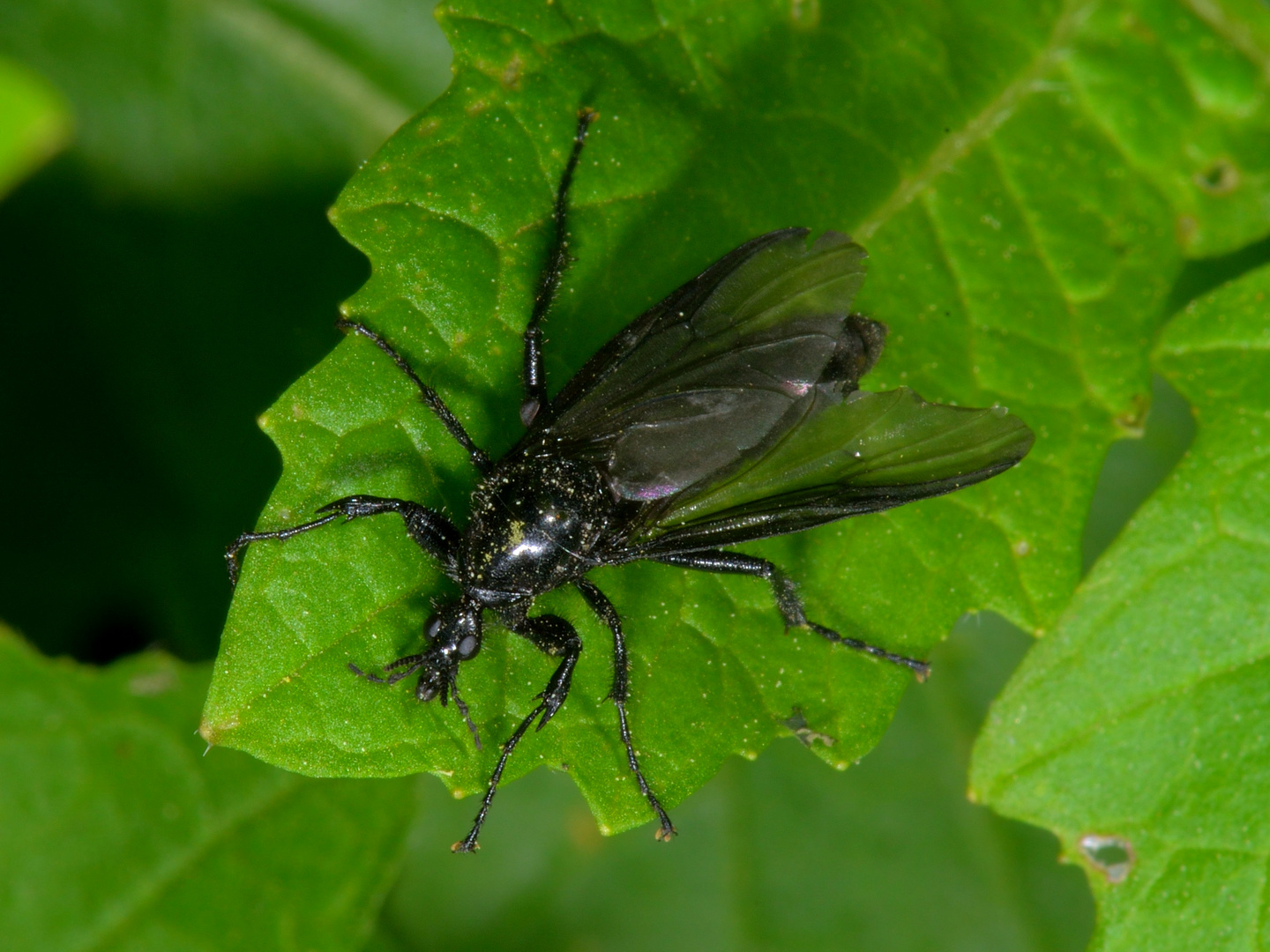 La mouche et sa feuille