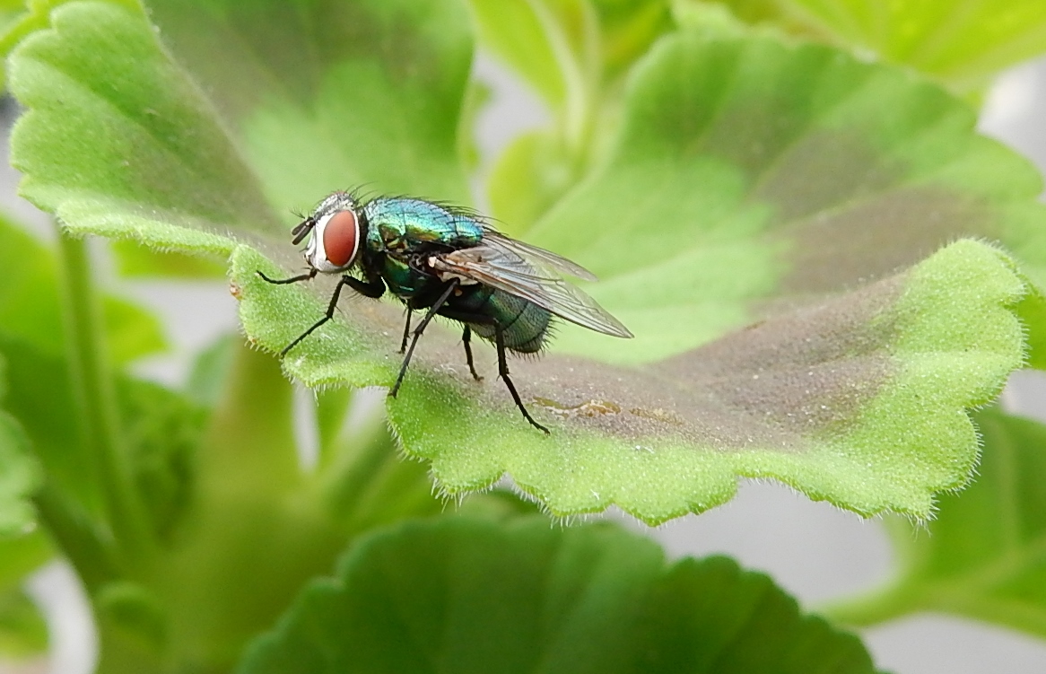 La mouche et son feuillage