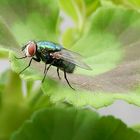 La mouche et son feuillage