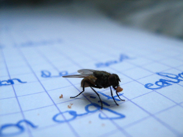 la mouche gourmande!