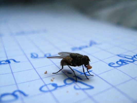 la mouche gourmande!