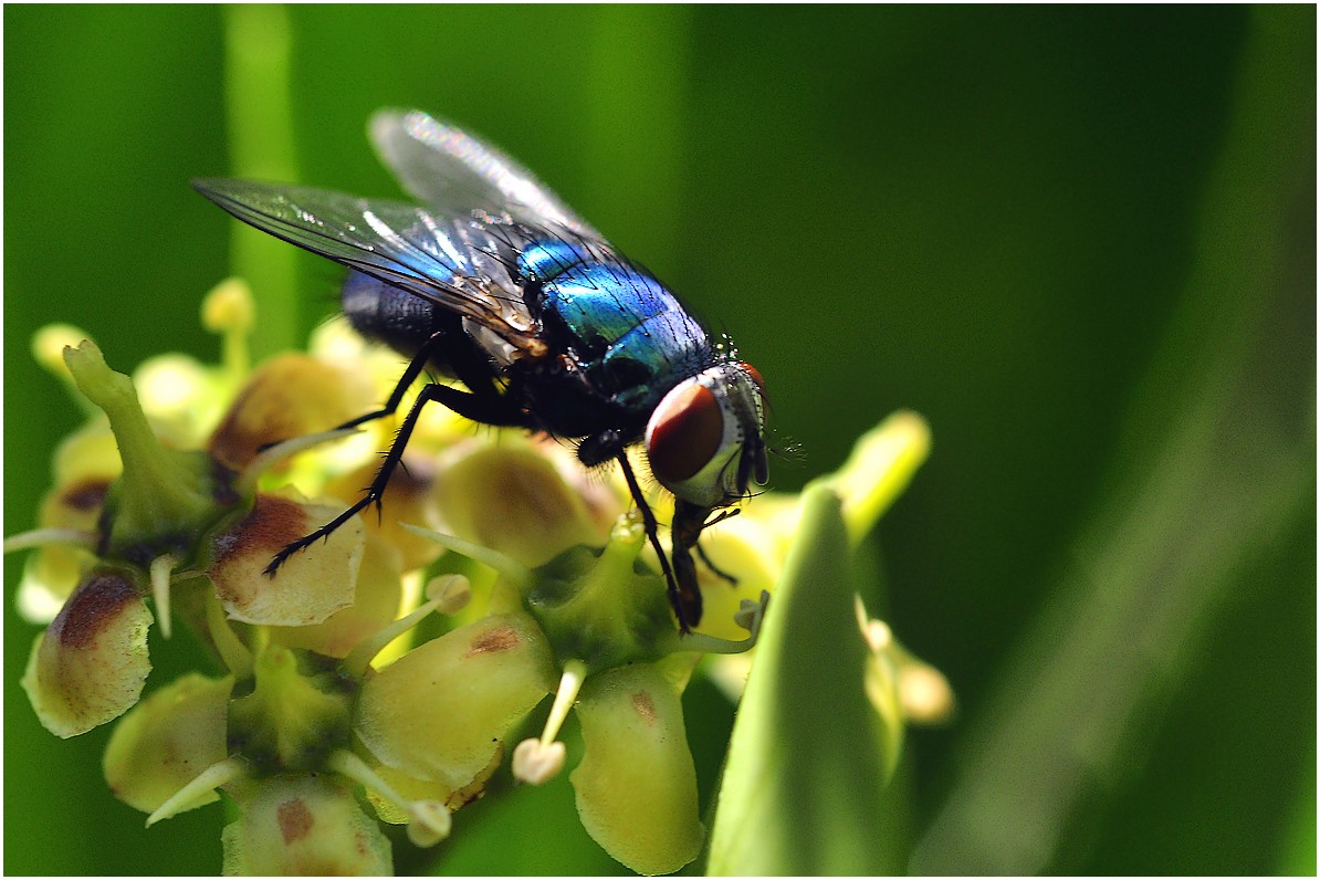 la mouche innocente