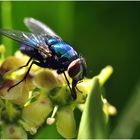 la mouche innocente