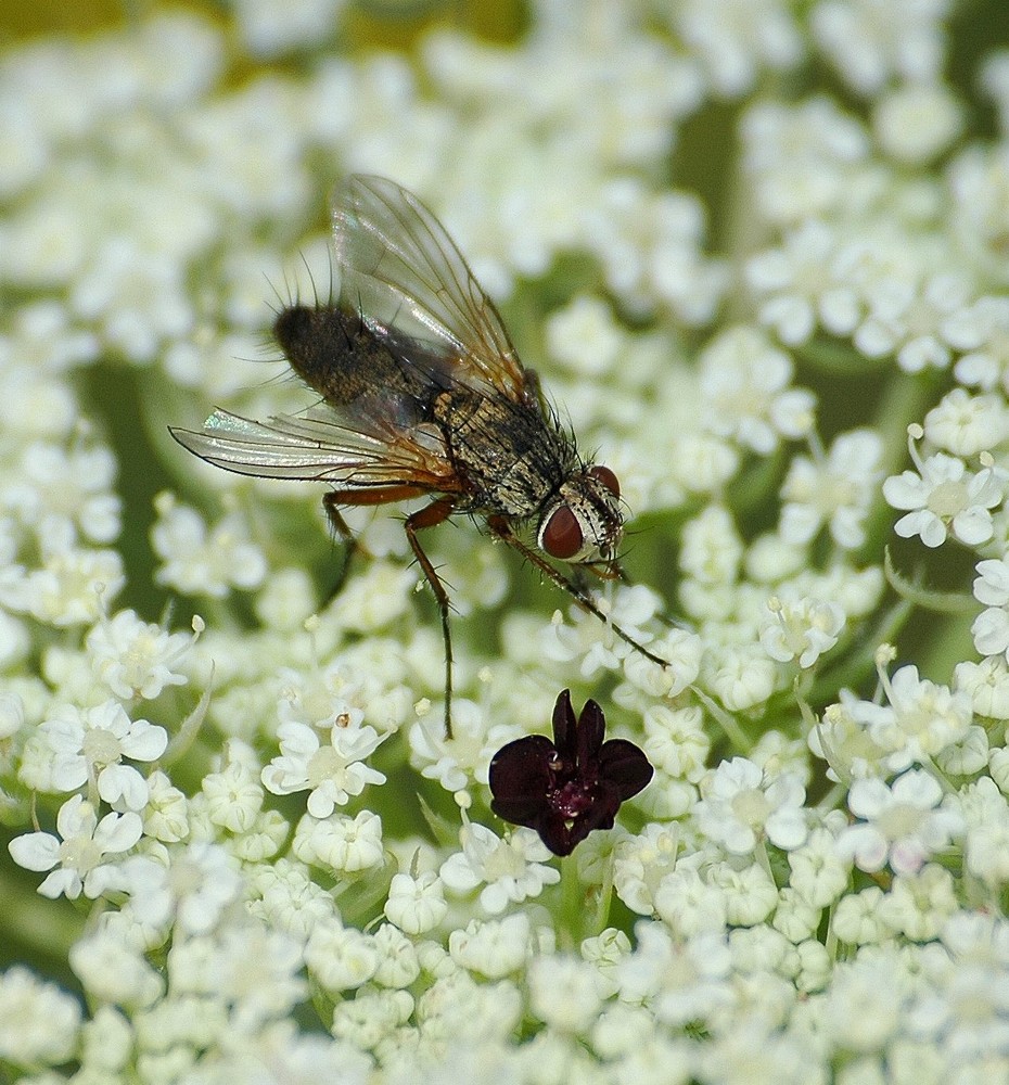 La mouche, le retour !!